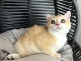 British Shorthair Golden Yavrular