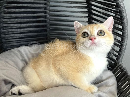 British Shorthair Golden Yavrular görsel