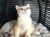 British Shorthair Golden Yavrular