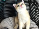 British Shorthair Golden Yavrular