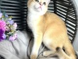 Portakal Renginde British Shorthair Golden