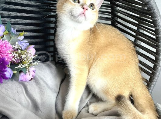 Portakal Renginde British Shorthair Golden