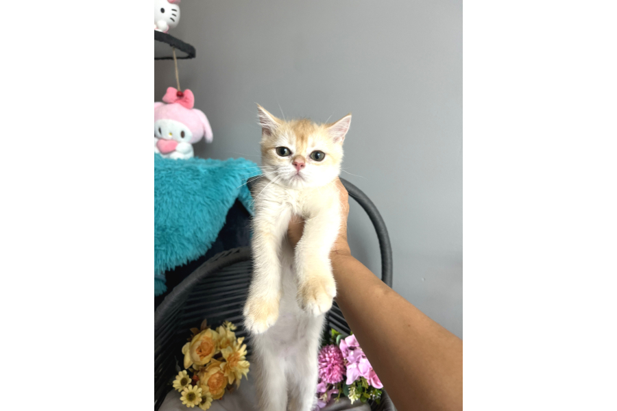 Safkan British Shorthair Silver Ns12