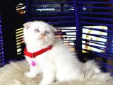 Scottish Fold Bluepoint Yavru