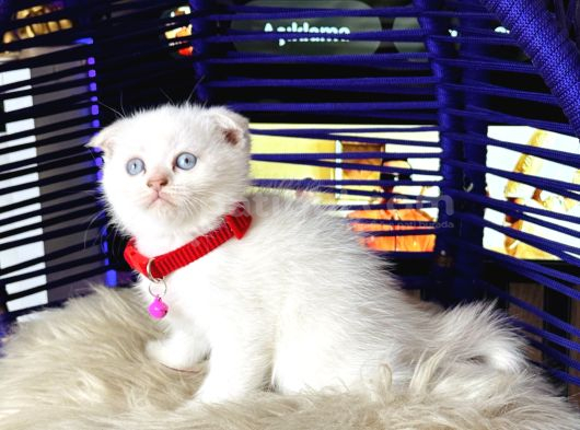 Scottish fold bluepoint Yavru