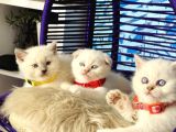 British Shorthair Bluepoint Dişi Erkek Yavrular
