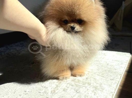 Teacup Ayı Surat Pomeranian Boo Bebeklerimiz görsel