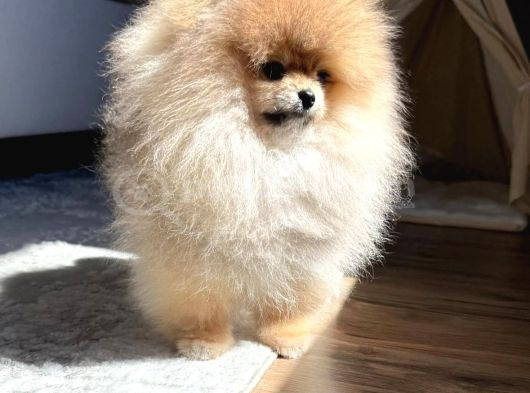 Teacup Ayı Surat Pomeranian Boo Bebeklerimiz görsel