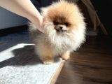 Teacup ayı Surat Pomeranian Boo bebeklerimiz