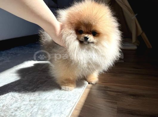 Teacup ayı Surat Pomeranian Boo bebeklerimiz