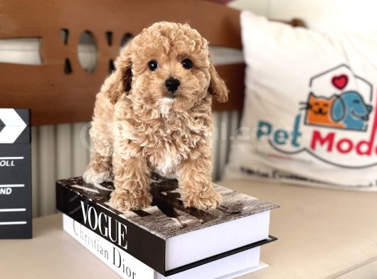 Petmode Köpek Çiftliğinden Tea Cup Kore Maltipoo Yavrular görsel
