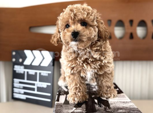 Petmode Köpek Çiftliğinden Tea Cup Kore Maltipoo Yavrular görsel