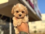 Petmode Köpek Çiftliğinden Tea Cup Kore Maltipoo Yavrular
