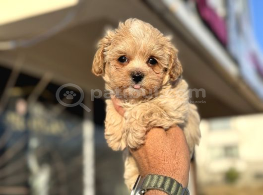 Petmode Köpek Çiftliğinden Tea Cup Kore Maltipoo Yavrular görsel
