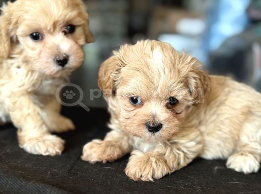Petmode Köpek Çiftliğinden Tea Cup Kore Maltipoo Yavrular görsel