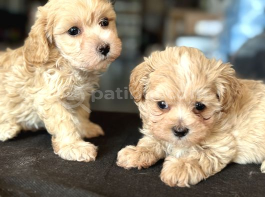 Petmode köpek çiftliğinden tea cup kore maltipoo yavrular