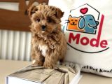 Çok Özel Wc Eğitimli Tea Cup Morkie Yavrumuz