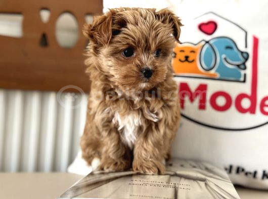 Çok Özel Wc Eğitimli Tea Cup Morkie Yavrumuz görsel