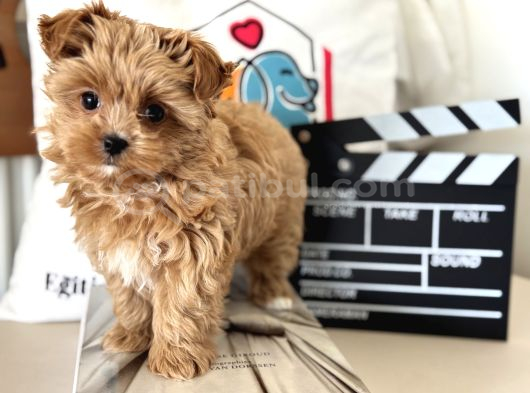 Çok Özel Wc Eğitimli Tea Cup Morkie Yavrumuz görsel