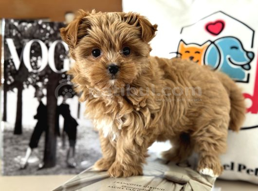 Çok Özel Wc Eğitimli Tea Cup Morkie Yavrumuz görsel