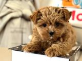 Çok Özel Wc Eğitimli Tea Cup Morkie Yavrumuz
