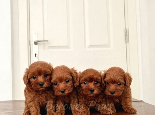 0 Boy Mükemmel Maltipoo Bebekler görsel