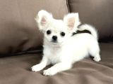Seçkin Beyaz Chihuahua