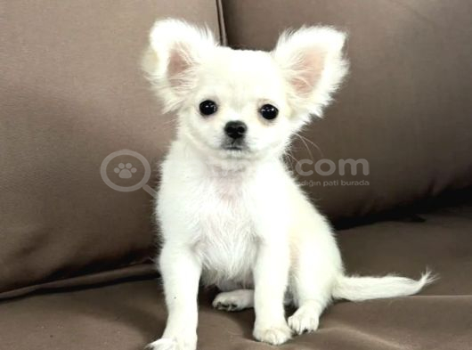 Seçkin Beyaz Chihuahua görsel