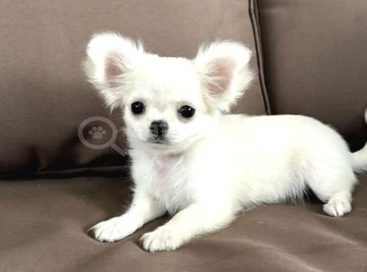 Seçkin Beyaz Chihuahua görsel