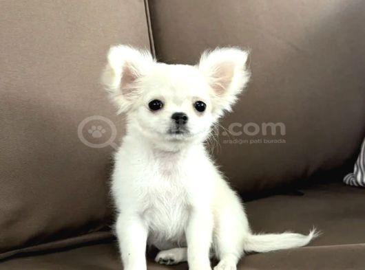 Seçkin Beyaz Chihuahua görsel
