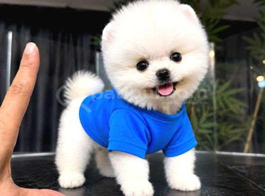 Irkinin En Mükemmeli̇ Pomeranian Boo Yavrulari görsel