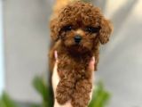 safkan şecereli Toy Poodle Yavrularım
