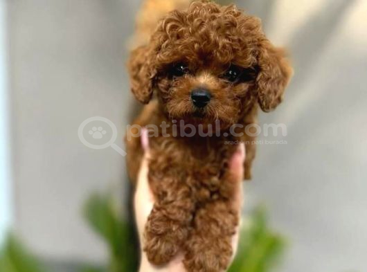 safkan şecereli Toy Poodle Yavrularım