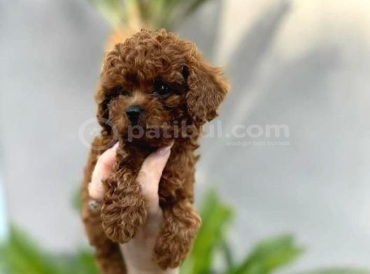 Safkan Şecereli Toy Poodle Yavrularım görsel