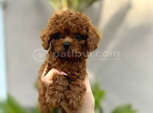 Safkan Şecereli Toy Poodle Yavrularım görsel