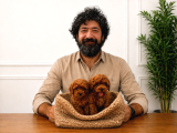 A Şecereli Toy Poodle Yavrularımız Sağlık ve ırk garantili