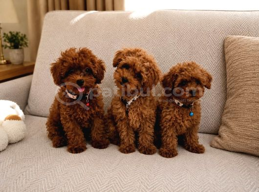 A Scrli Ev Üretimi Toy Poodle Yavrularimiz görsel