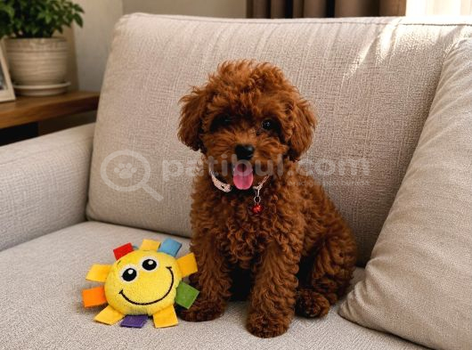 A Scrli Ev Üretimi Toy Poodle Yavrularimiz görsel