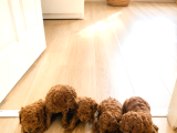 Minicikler Toy Poodle İzmir Balçova