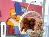 SAFKAN TOY POODLE YAVRULARI