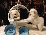 SAFKAN CHOW CHOW YAVRULARI