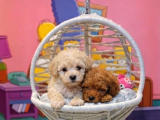 SAFKAN MALTİPOO YAVRULARI