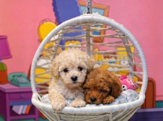 SAFKAN MALTİPOO YAVRULARI