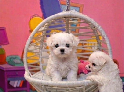 SAFKAN TEACUP MALTESE TERRİER YAVRULARI