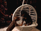 SAFKAN DOBERMAN YAVRULARI