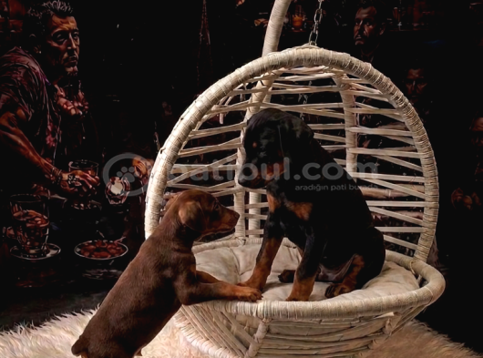 SAFKAN DOBERMAN YAVRULARI