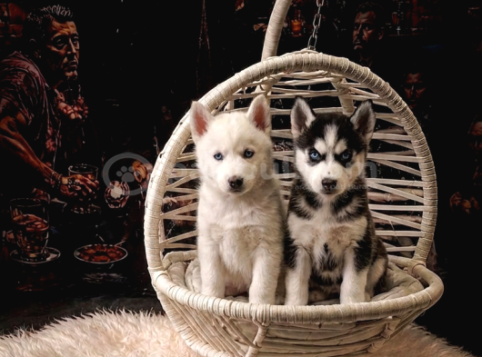 SAFKAN MAVİ GÖZLÜ HUSKY YAVRULARI