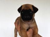 Safkan Pug Yavruları