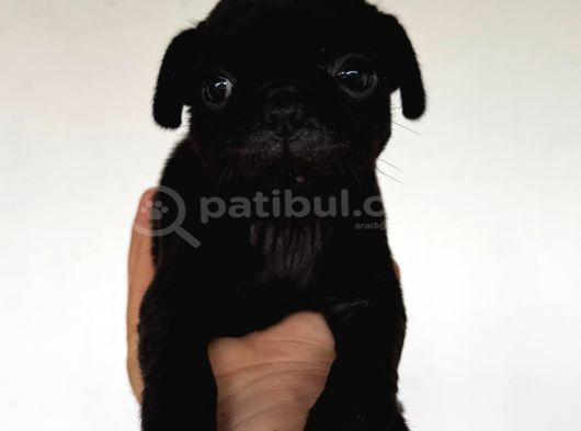 Safkan pug Yavruları