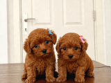 0 boy Mükemmel Maltipoo Bebekler